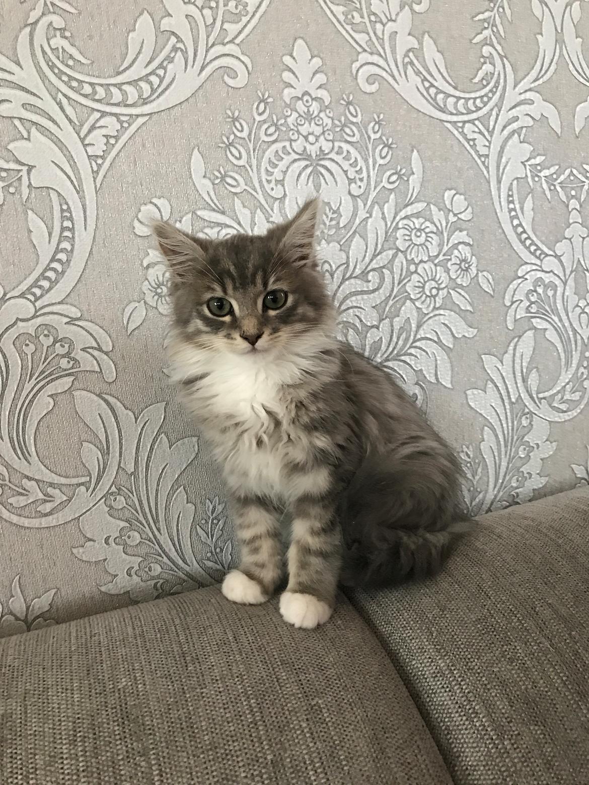 Blanding af racer Tom billede 1