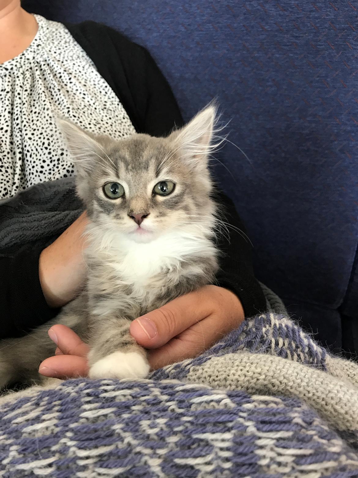 Blanding af racer Tom billede 3