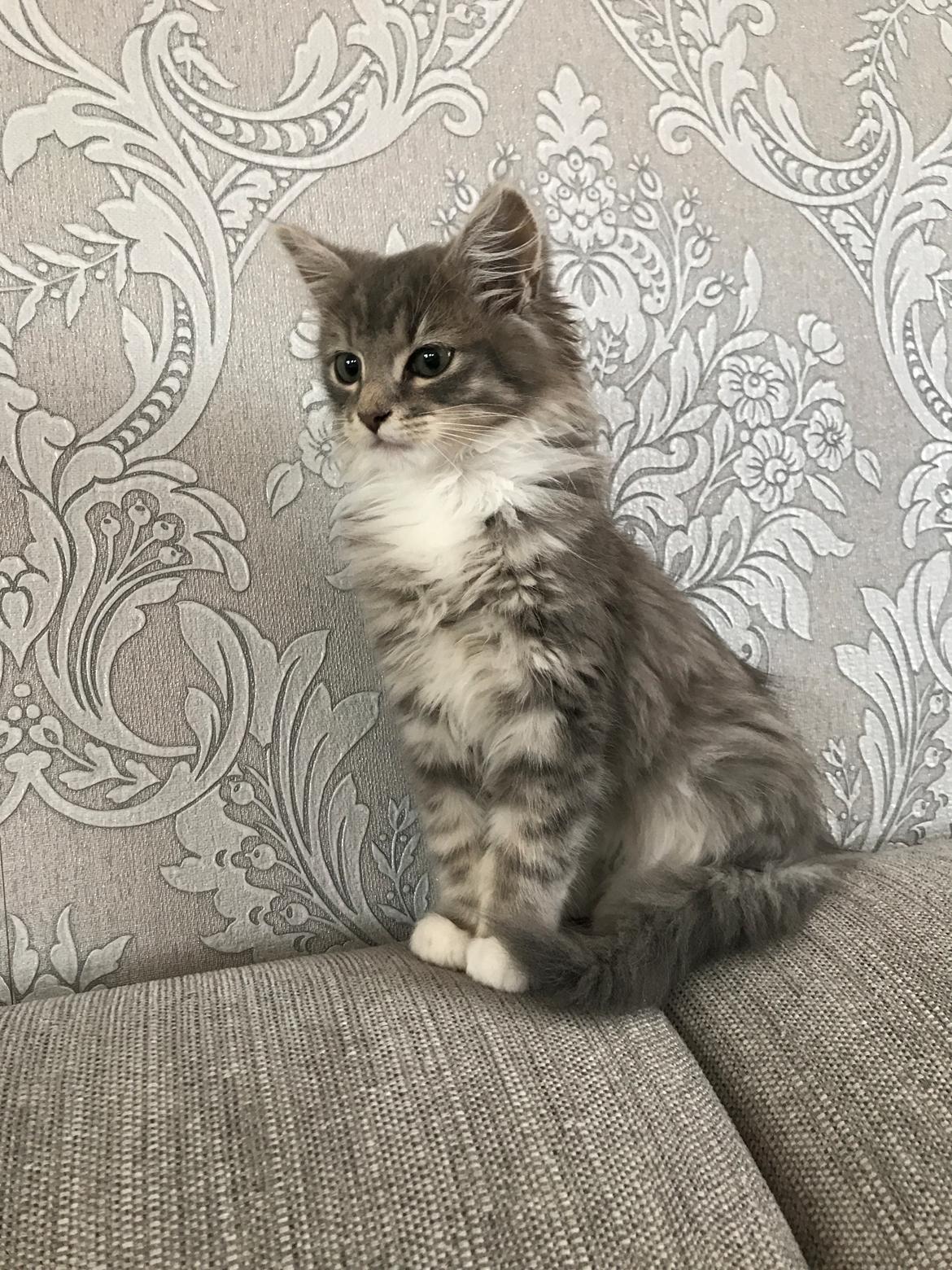 Blanding af racer Tom billede 4