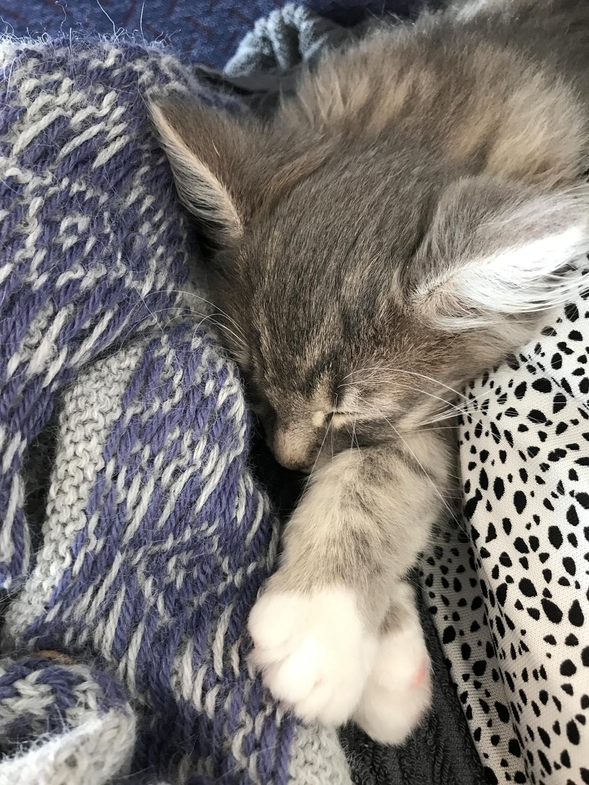 Blanding af racer Tom billede 5