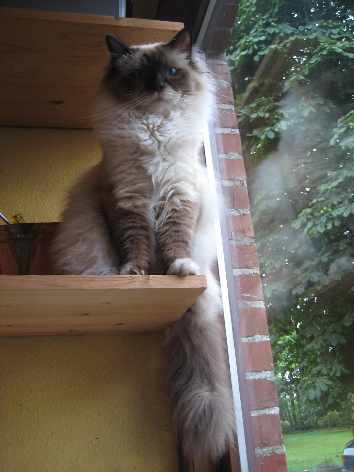 Hellig Birma Chicabee Fidibus (Sjokke)~*himmelkat*~ billede 3