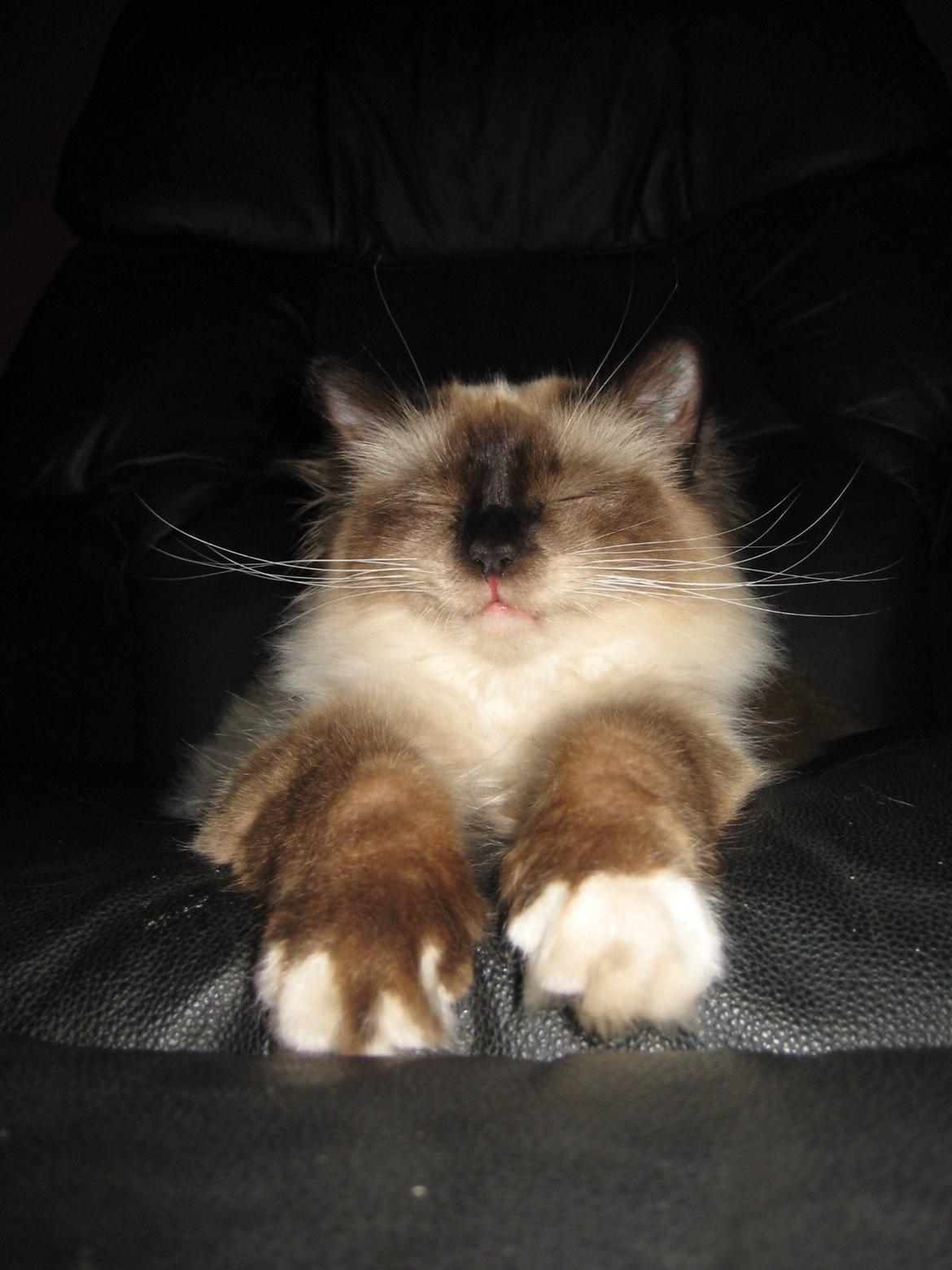 Hellig Birma Chicabee Fidibus (Sjokke)~*himmelkat*~ billede 2