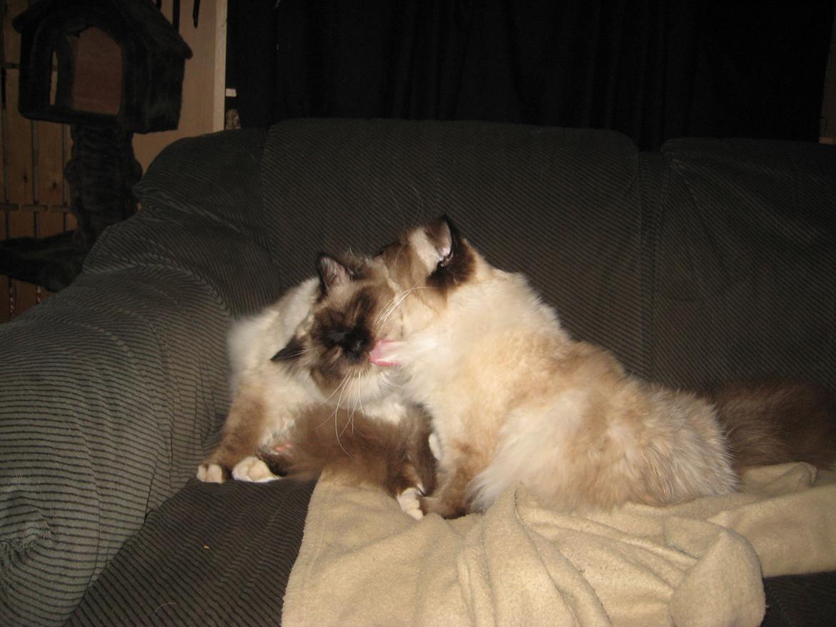 Hellig Birma Chicabee Fidibus (Sjokke)~*himmelkat*~ billede 6