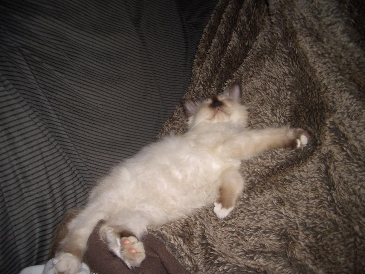 Hellig Birma Chicabee Fidibus (Sjokke)~*himmelkat*~ billede 8