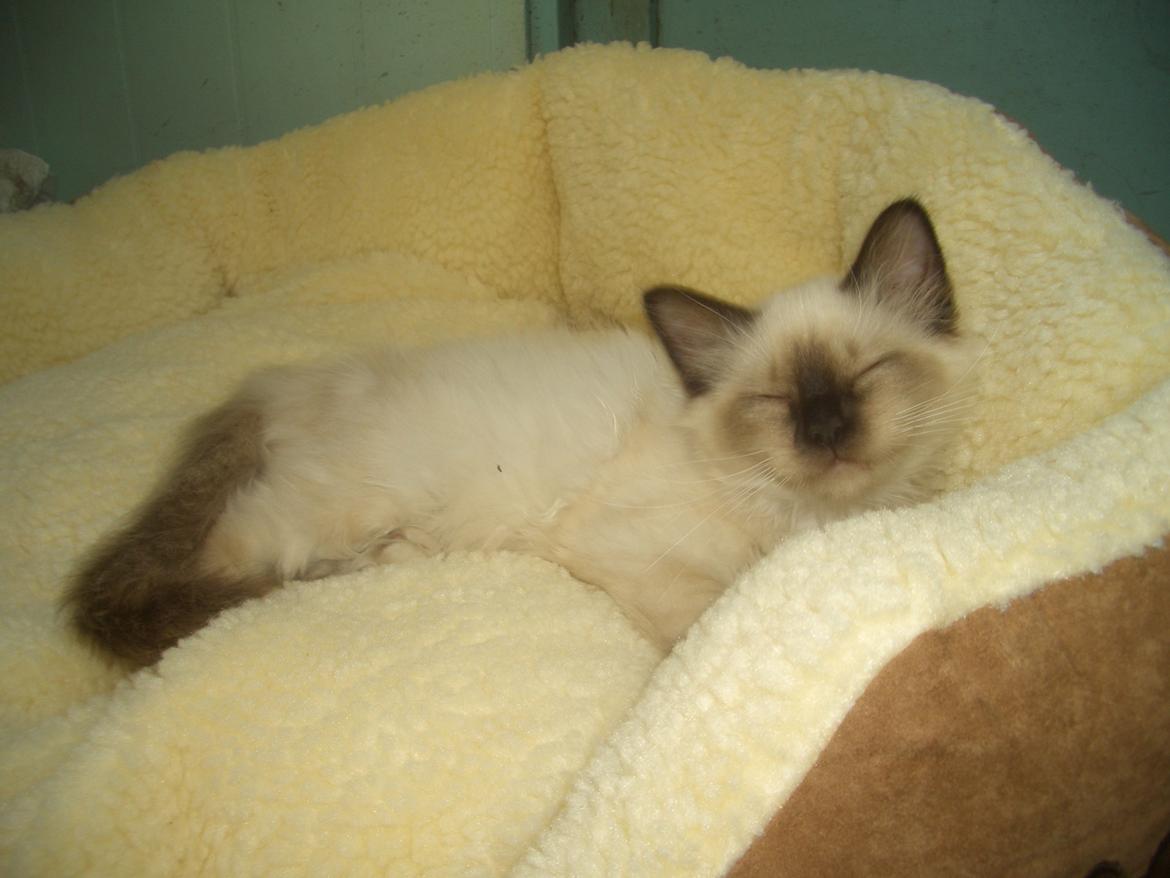 Hellig Birma Chicabee Fidibus (Sjokke)~*himmelkat*~ billede 9