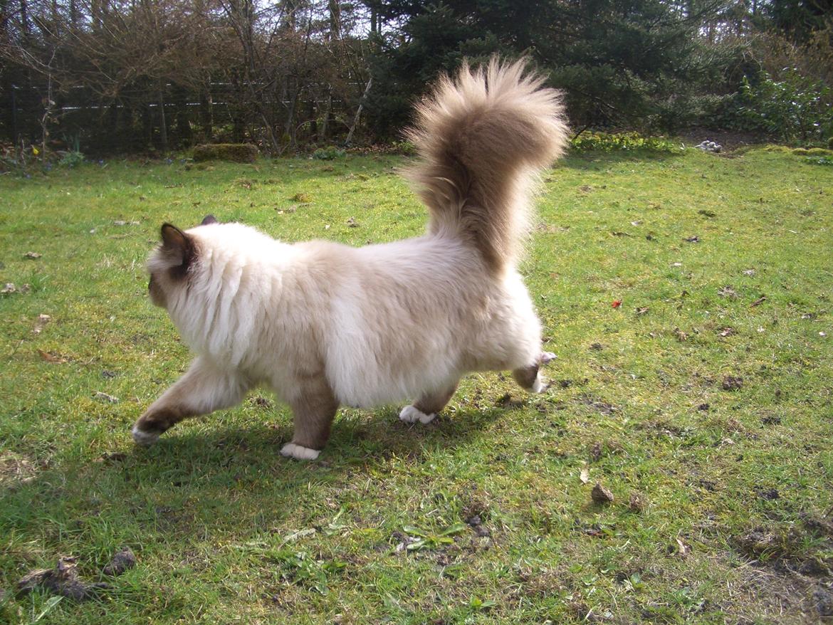 Hellig Birma Chicabee Fidibus (Sjokke)~*himmelkat*~ billede 10