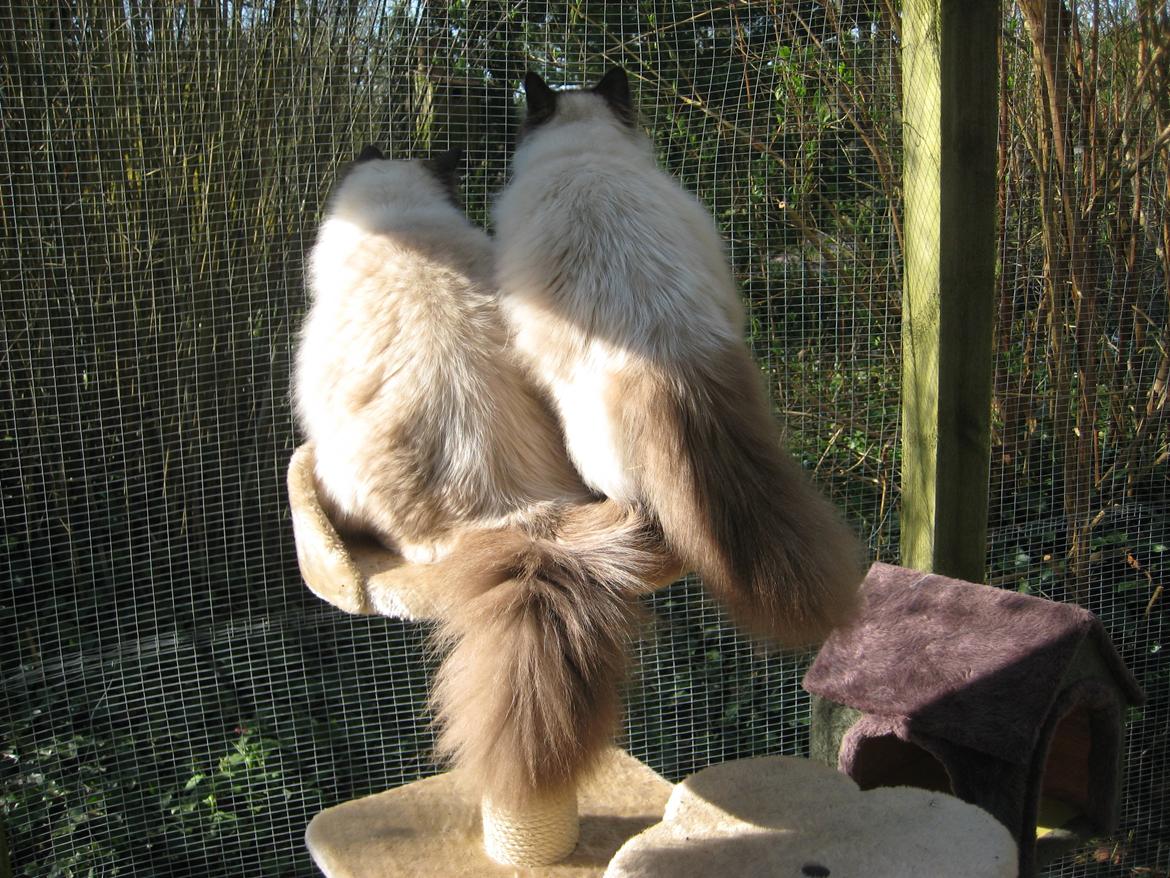 Hellig Birma Chicabee Fidibus (Sjokke)~*himmelkat*~ - sammen med brormand<3 billede 7