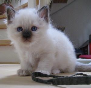 Hellig Birma Chicabee Fidibus (Sjokke)~*himmelkat*~ billede 14