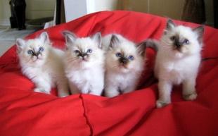 Hellig Birma Chicabee Fidibus (Sjokke)~*himmelkat*~ - Fidibus og Final med deres 2 andre søskende<3 billede 16