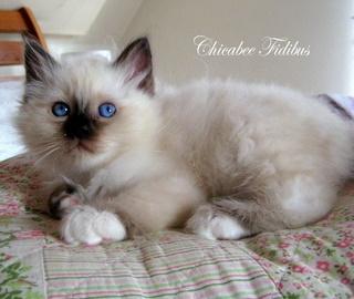 Hellig Birma Chicabee Fidibus (Sjokke)~*himmelkat*~ billede 17