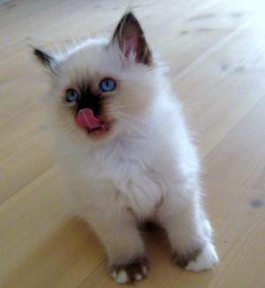 Hellig Birma Chicabee Fidibus (Sjokke)~*himmelkat*~ billede 18