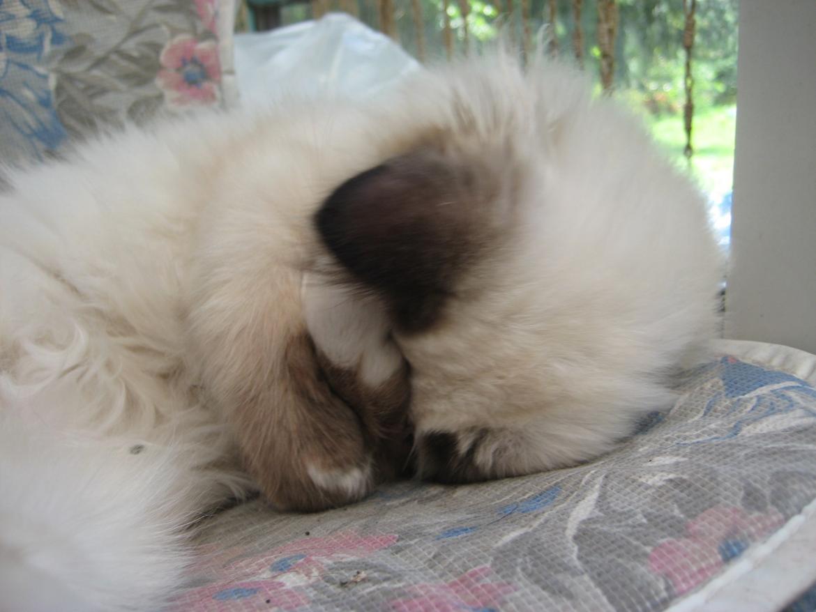 Hellig Birma Chicabee Fidibus (Sjokke)~*himmelkat*~ billede 19