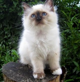 Hellig Birma Chicabee Fidibus (Sjokke)~*himmelkat*~ billede 15