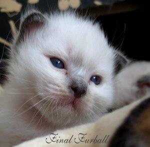 Hellig Birma Chicabee Final Furball (Nelli)~*Himmelkat*~ billede 3