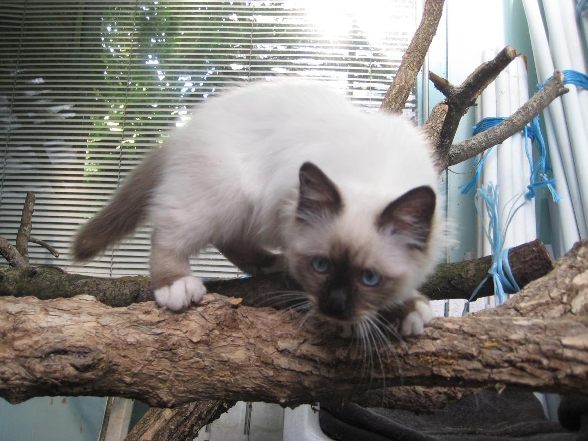 Hellig Birma Chicabee Final Furball (Nelli)~*Himmelkat*~ billede 10