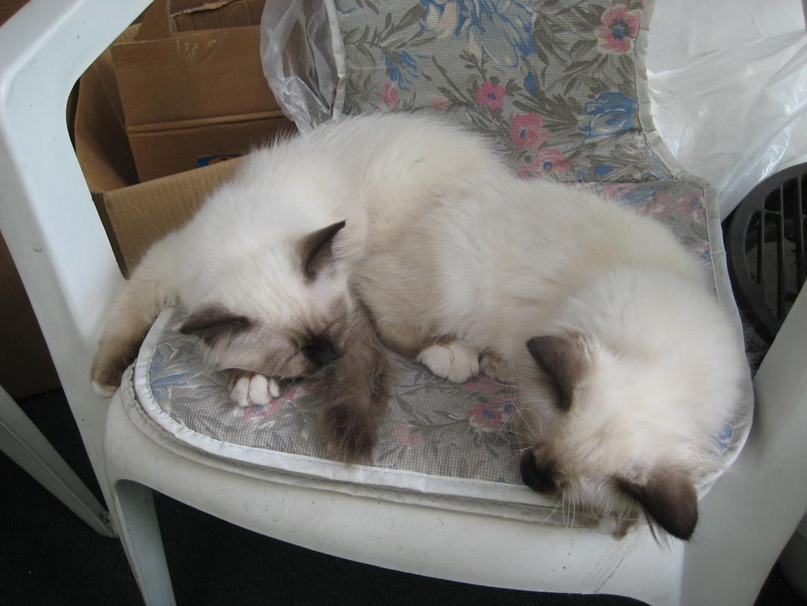 Hellig Birma Chicabee Final Furball (Nelli)~*Himmelkat*~ - lur med brormand<3 billede 9