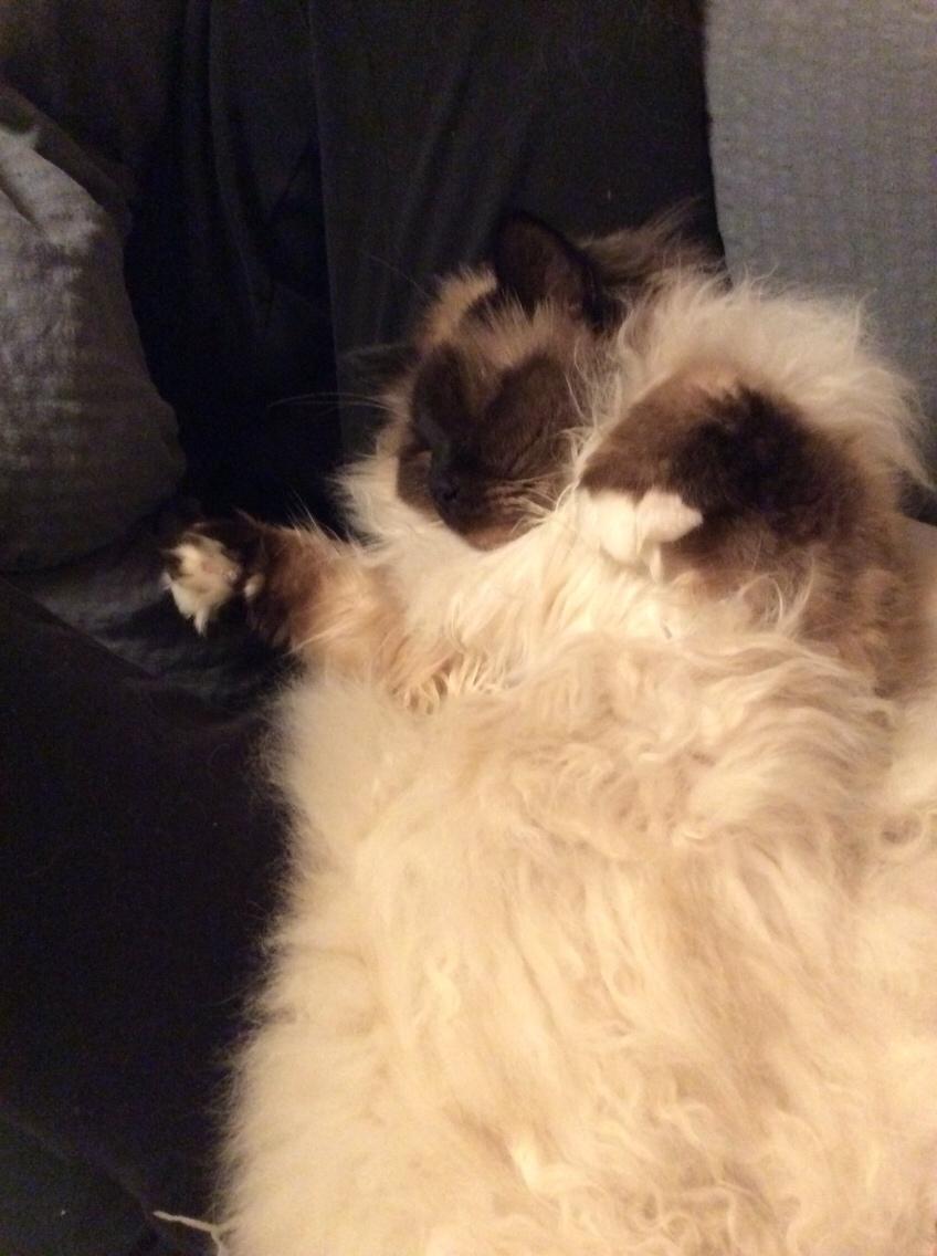 Hellig Birma Chicabee Fidibus (Sjokke)~*himmelkat*~ billede 21