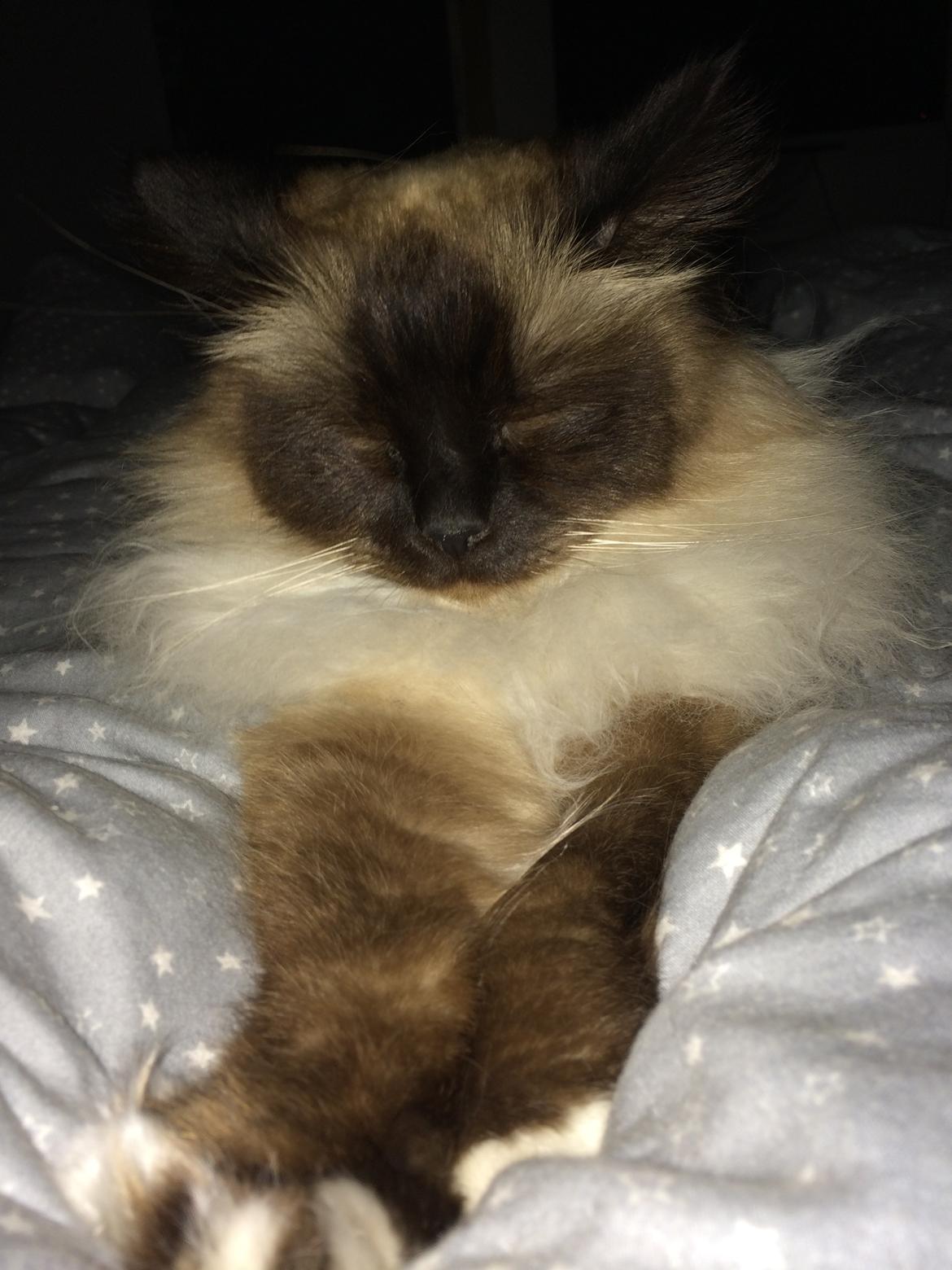 Hellig Birma Chicabee Fidibus (Sjokke)~*himmelkat*~ billede 22