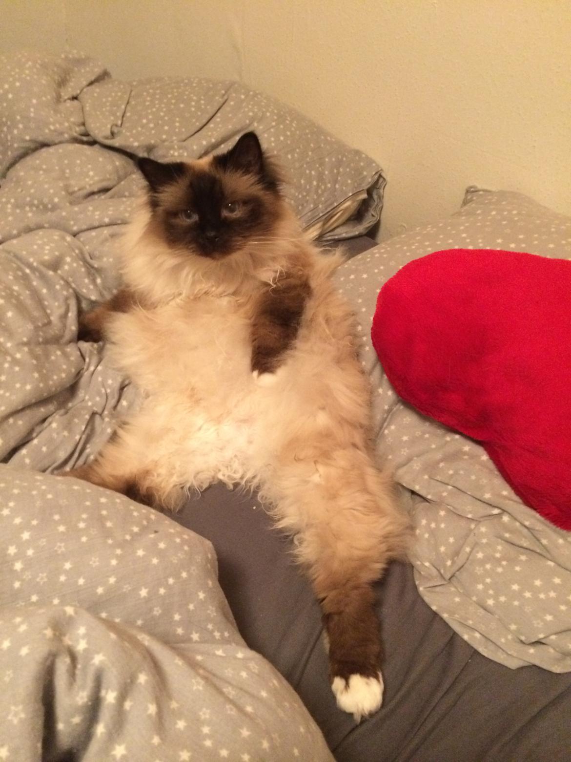 Hellig Birma Chicabee Fidibus (Sjokke)~*himmelkat*~ billede 24