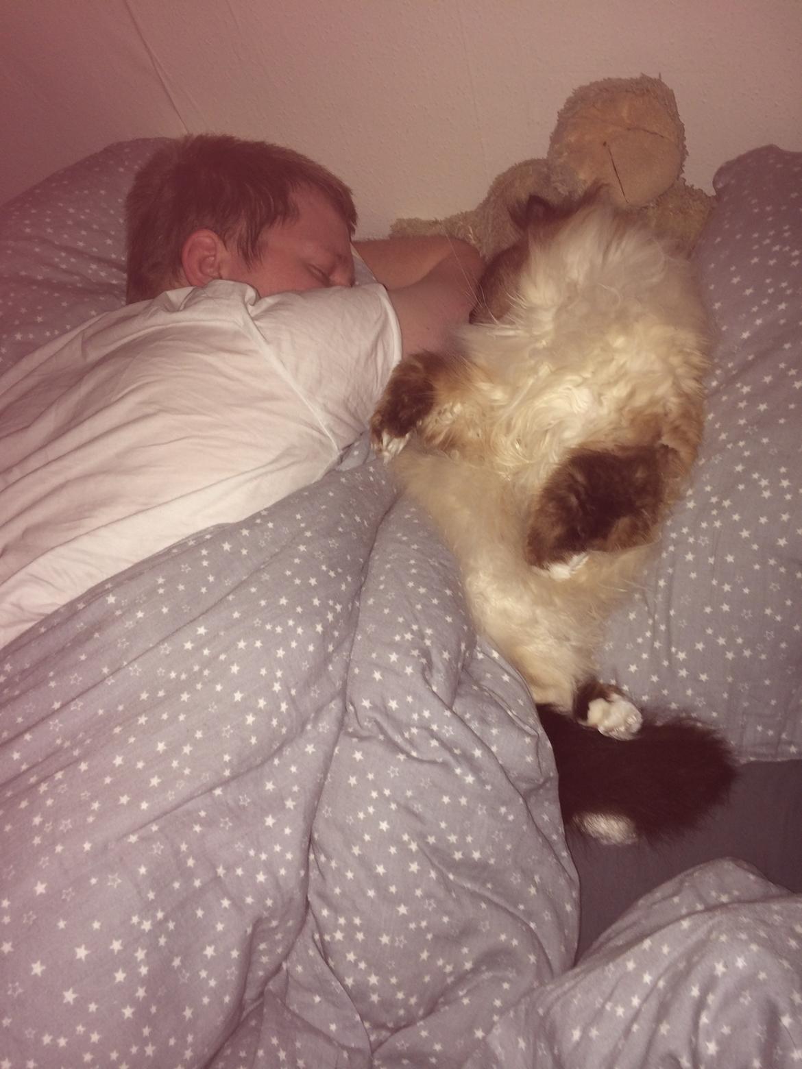 Hellig Birma Chicabee Fidibus (Sjokke)~*himmelkat*~ billede 23