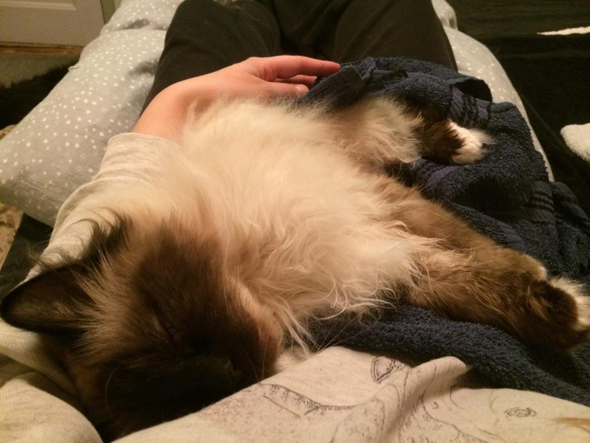 Hellig Birma Chicabee Fidibus (Sjokke)~*himmelkat*~ billede 28