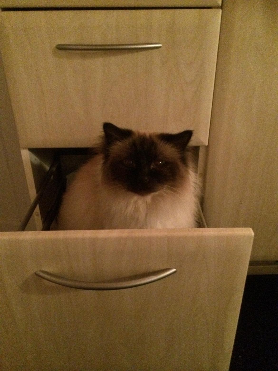 Hellig Birma Chicabee Fidibus (Sjokke)~*himmelkat*~ billede 29