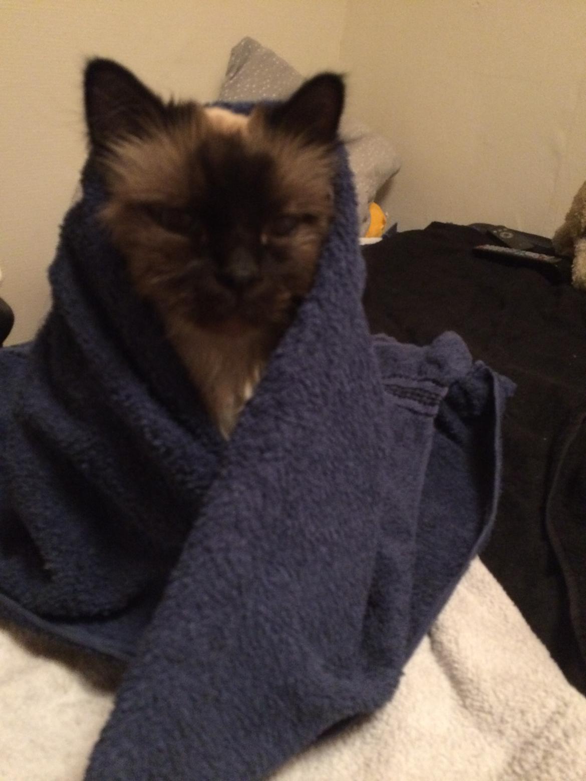 Hellig Birma Chicabee Fidibus (Sjokke)~*himmelkat*~ - efter operationen billede 27