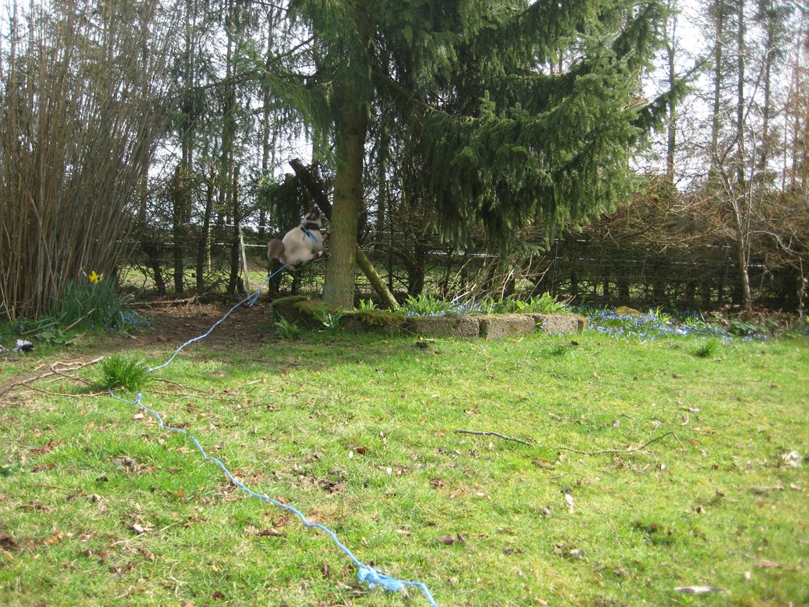 Hellig Birma Chicabee Final Furball (Nelli)~*Himmelkat*~ billede 20