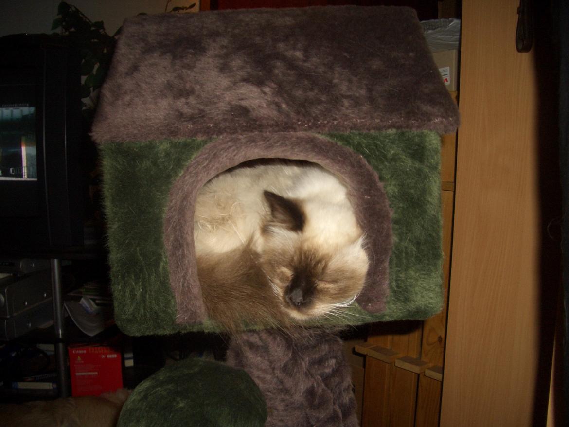 Hellig Birma Chicabee Final Furball (Nelli)~*Himmelkat*~ billede 24