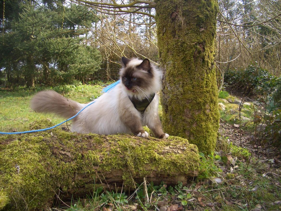 Hellig Birma Chicabee Final Furball (Nelli)~*Himmelkat*~ billede 25