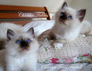 Hellig Birma Chicabee Final Furball (Nelli)~*Himmelkat*~ billede 26