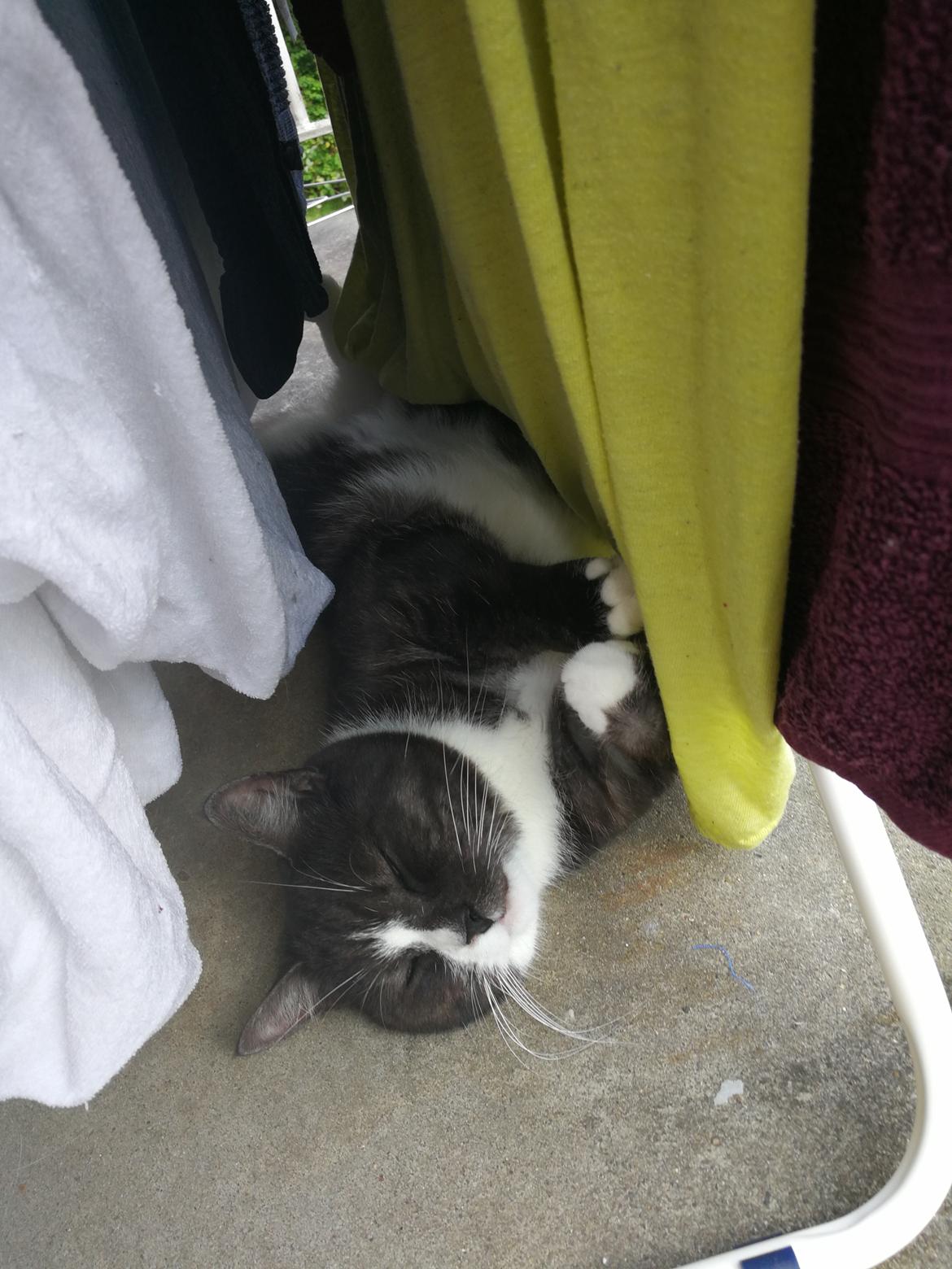 Blanding af racer Simba billede 5