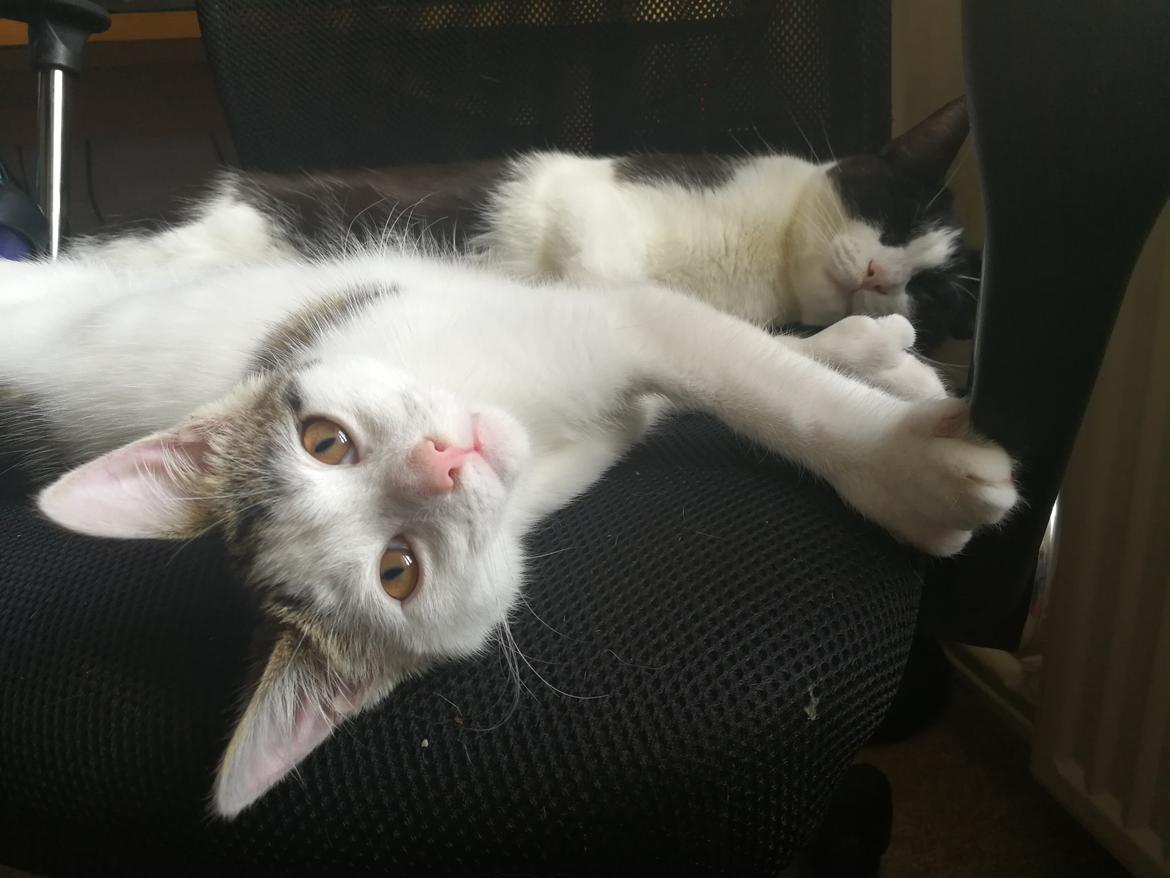 Blanding af racer Kowo billede 13