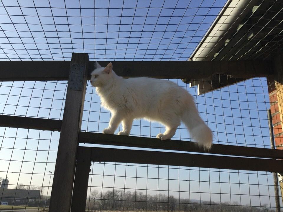 Blanding af racer Frederikke billede 5