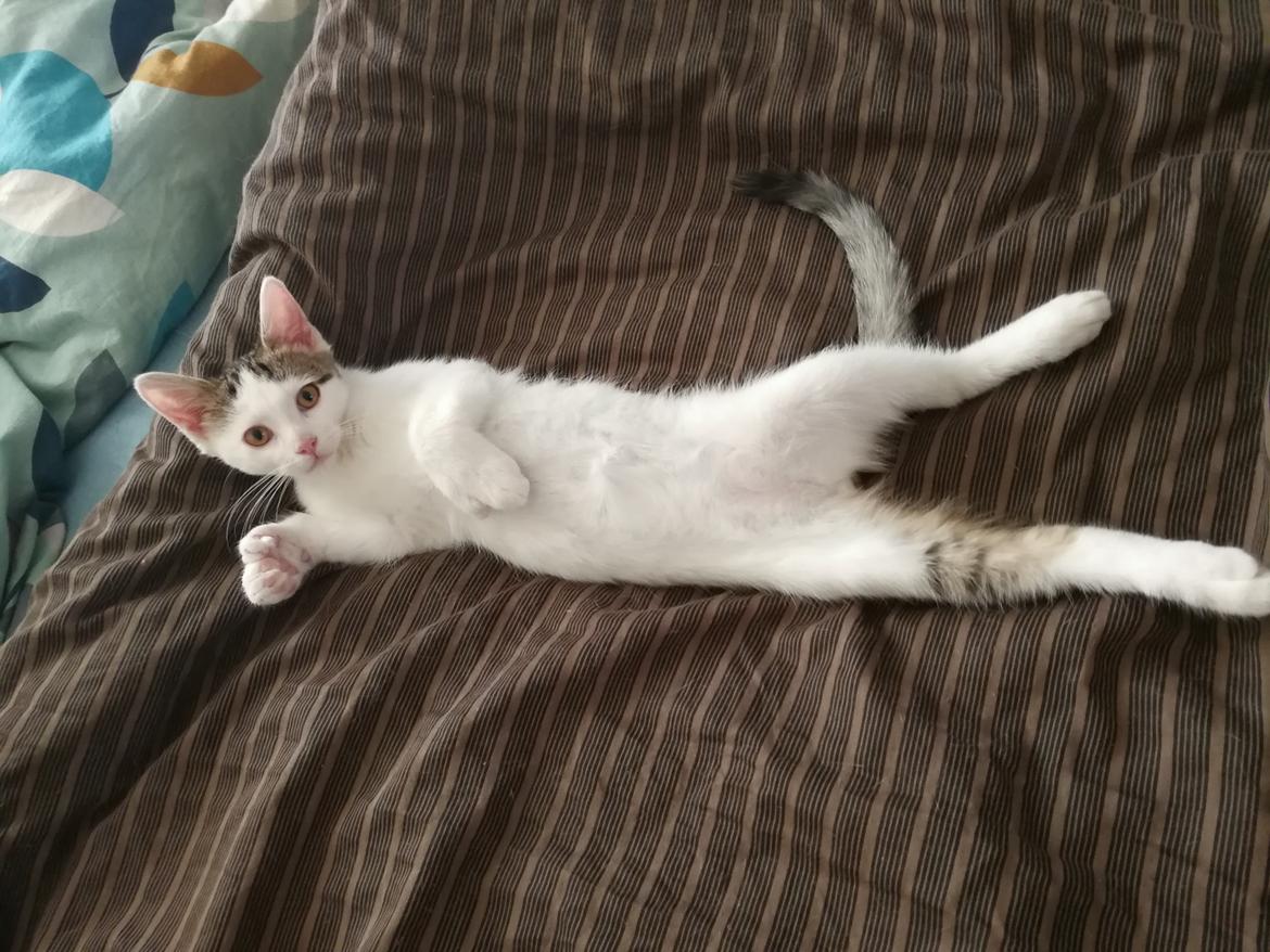 Blanding af racer Kowo billede 7