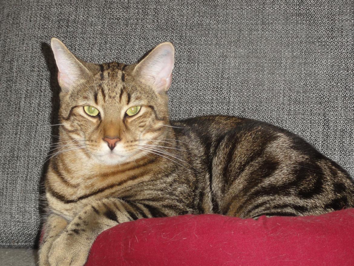 Huskat Mr. Tomiss billede 3