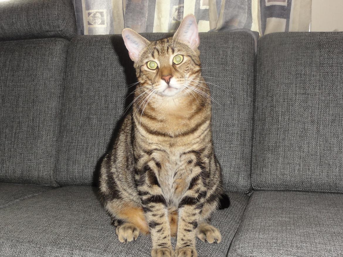 Huskat Mr. Tomiss billede 6