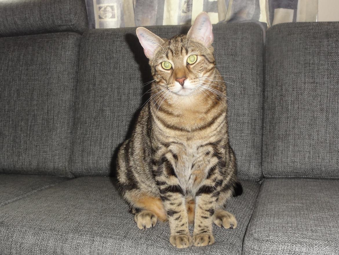 Huskat Mr. Tomiss billede 5