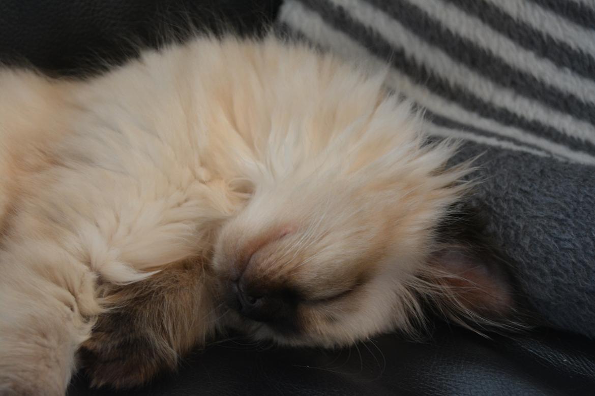 Blanding af racer Holly (Himmelkat) billede 2