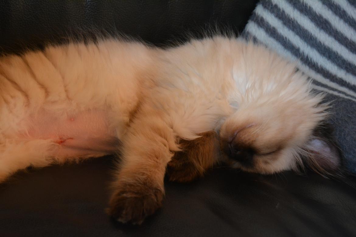 Blanding af racer Holly (Himmelkat) billede 3