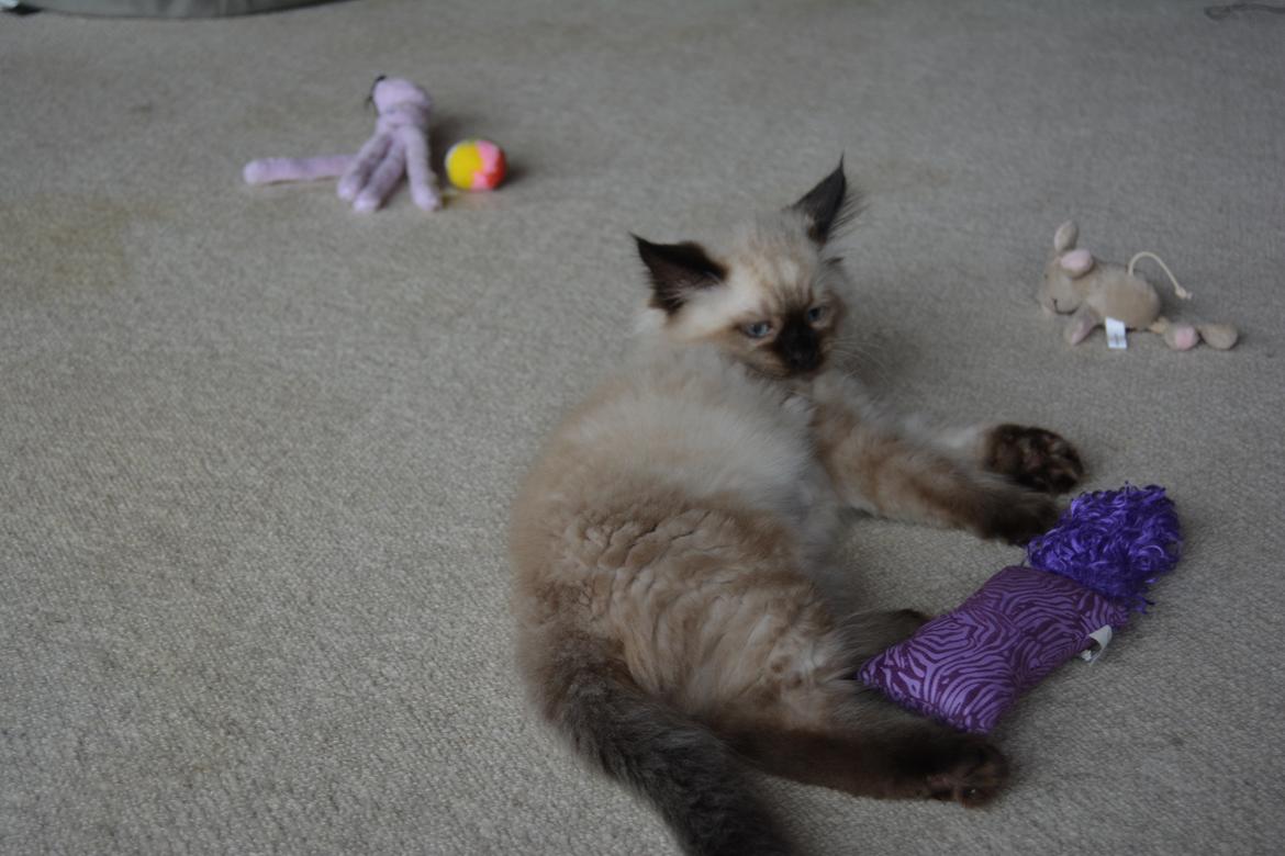 Blanding af racer Holly (Himmelkat) billede 7