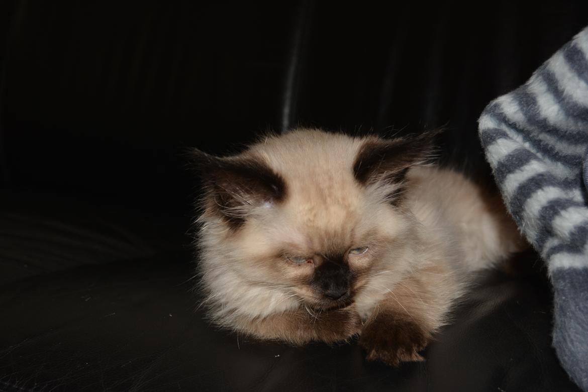 Blanding af racer Holly (Himmelkat) billede 11