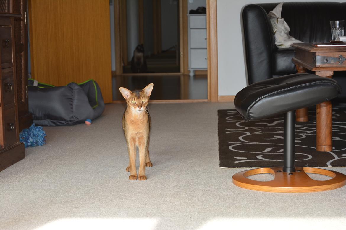 Abyssinier Orlando (Himmelkat) billede 47