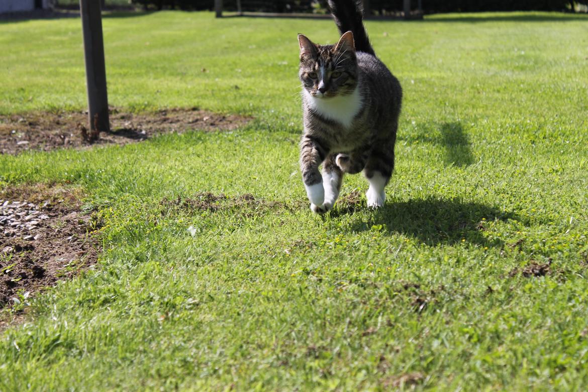 Huskat Soffi billede 20