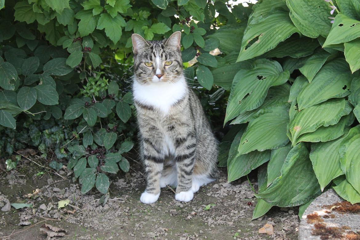 Huskat Soffi billede 15