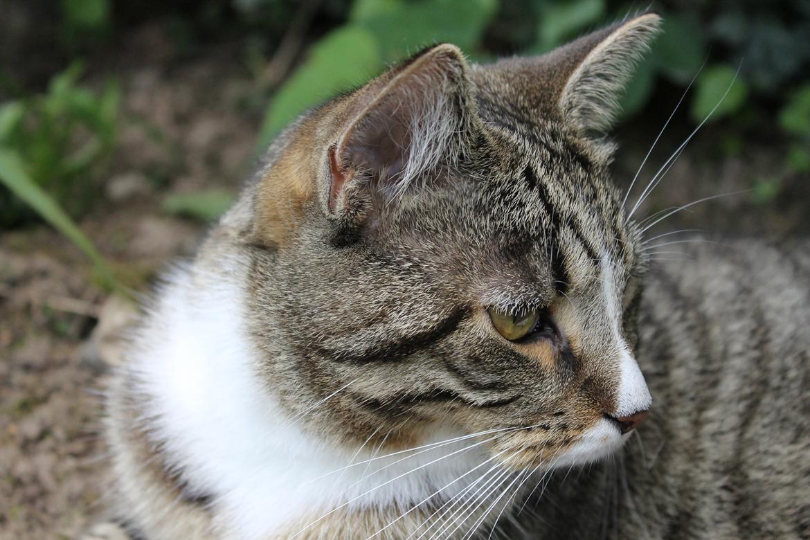 Huskat Soffi billede 12