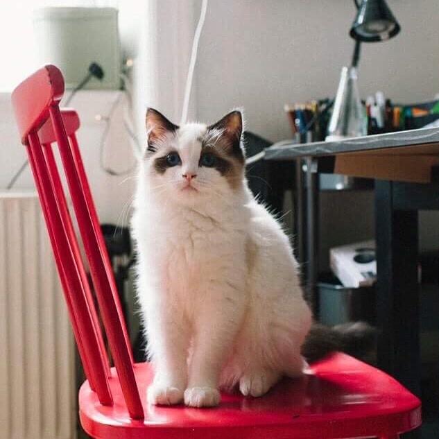 Ragdoll Cornelius (Seierø's Deluxe Edition) billede 6