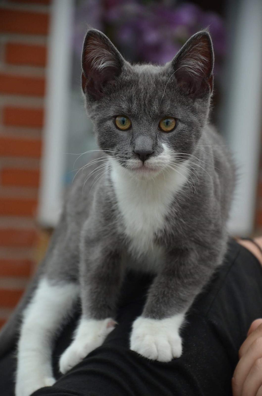 Huskat Hesselgaards Ash  (forsvundet)  billede 5