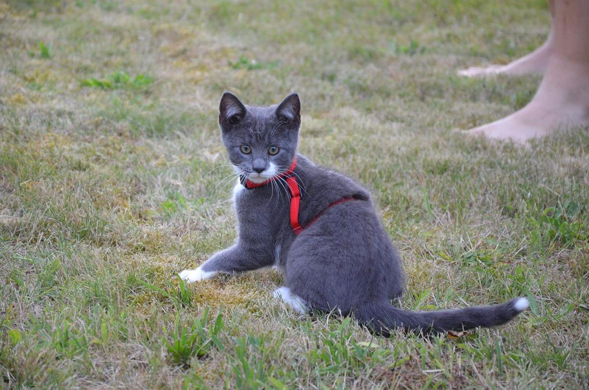 Huskat Hesselgaards Ash  (forsvundet)  billede 19