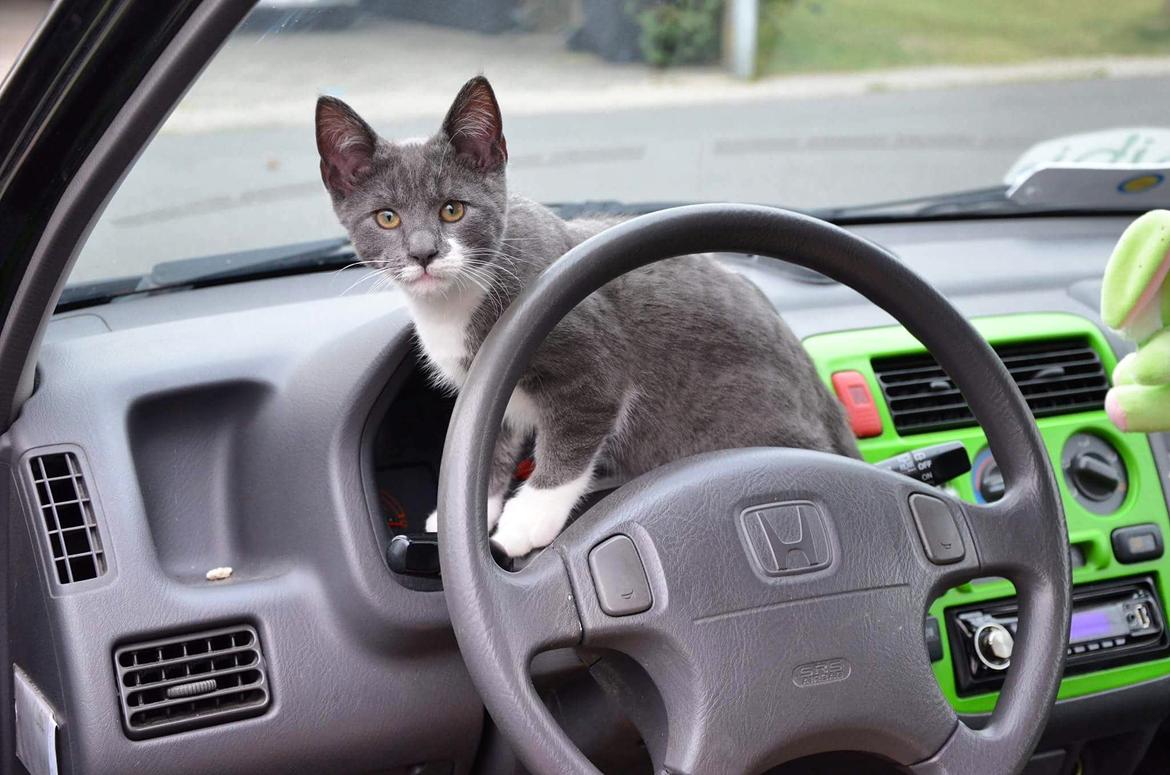 Huskat Hesselgaards Ash  (forsvundet)  billede 7